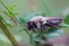 Andrena vaga
